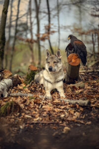 Wolfshund mit Wüstenbussard