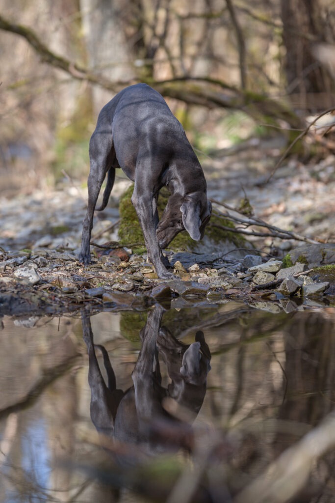 Weimaraner Vince