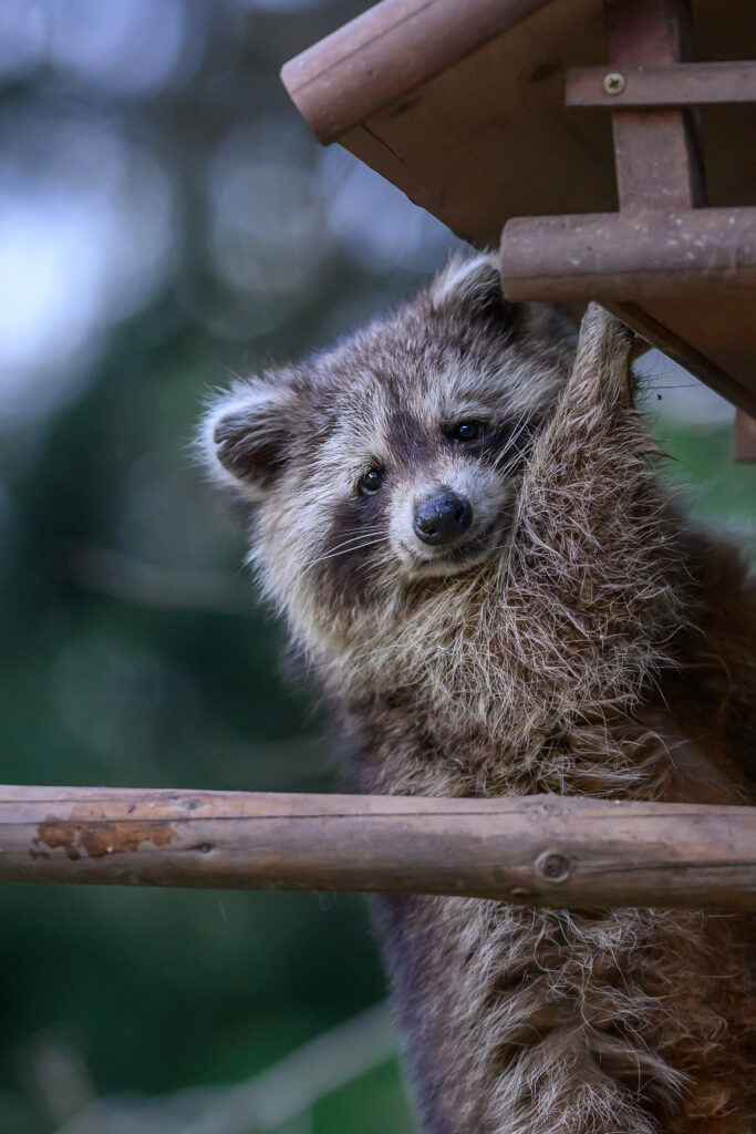 Waschbär