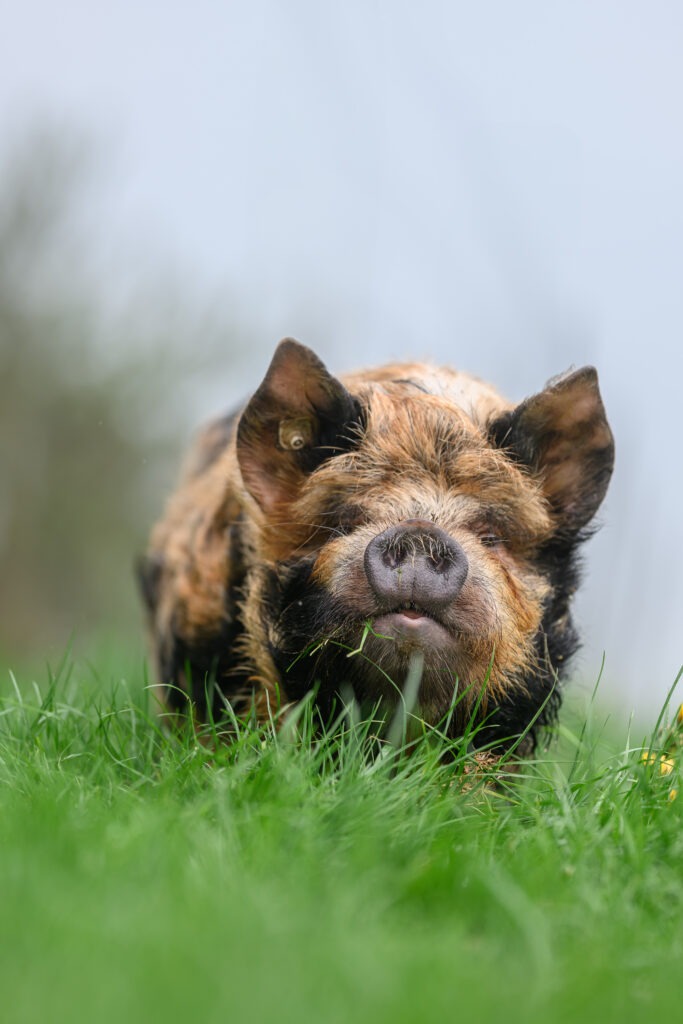 Kune Kune