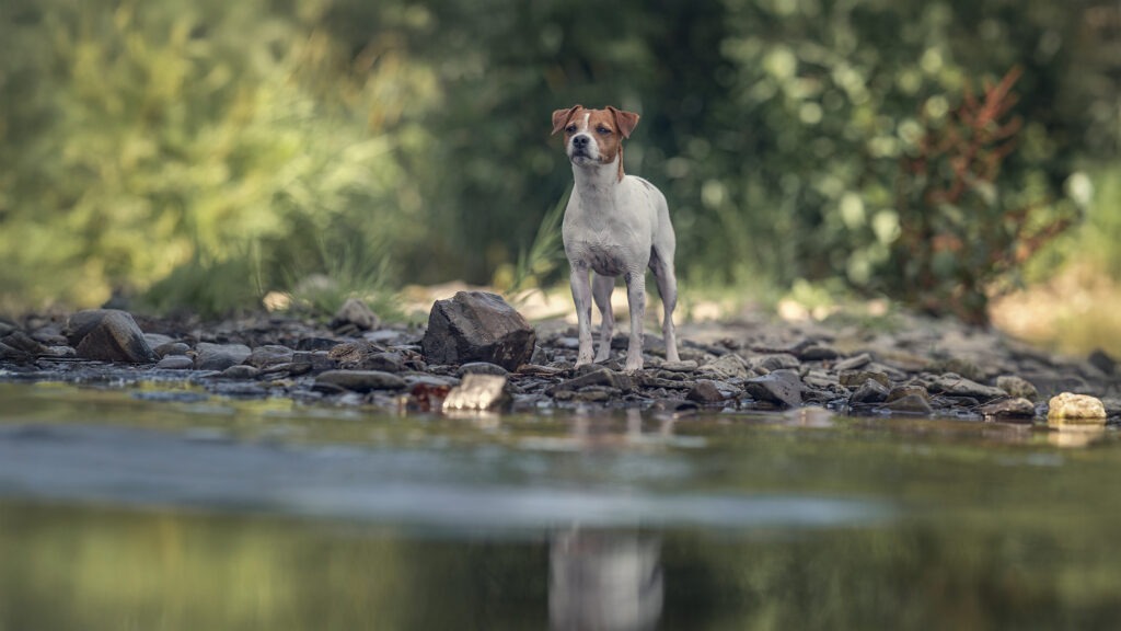 Jack Russel Terrier