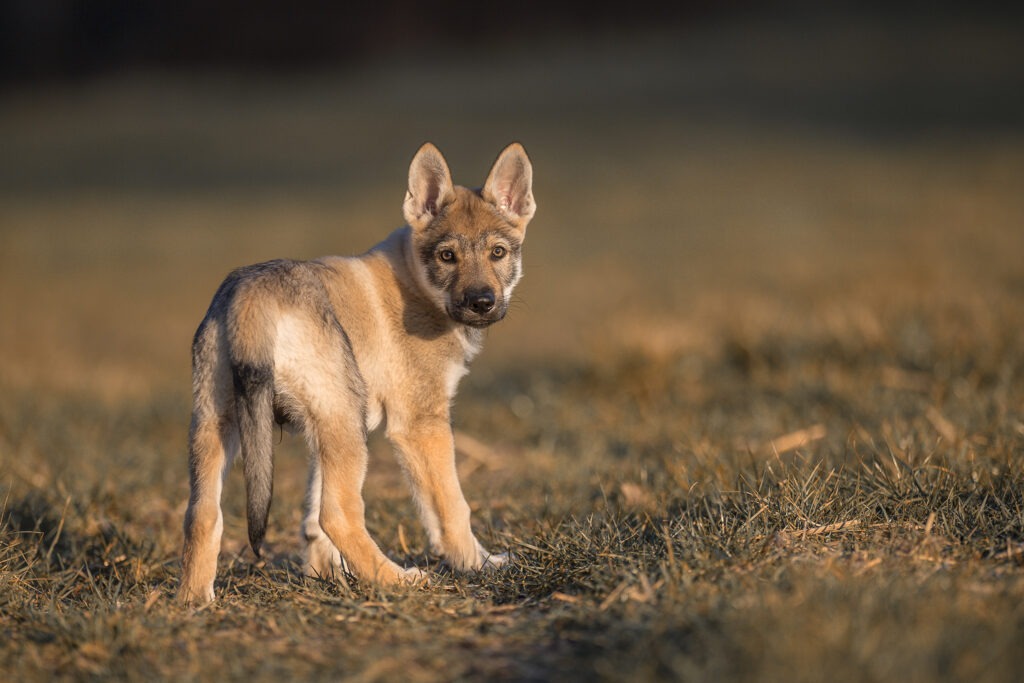 Tschechoslowakischer Wolfhund
