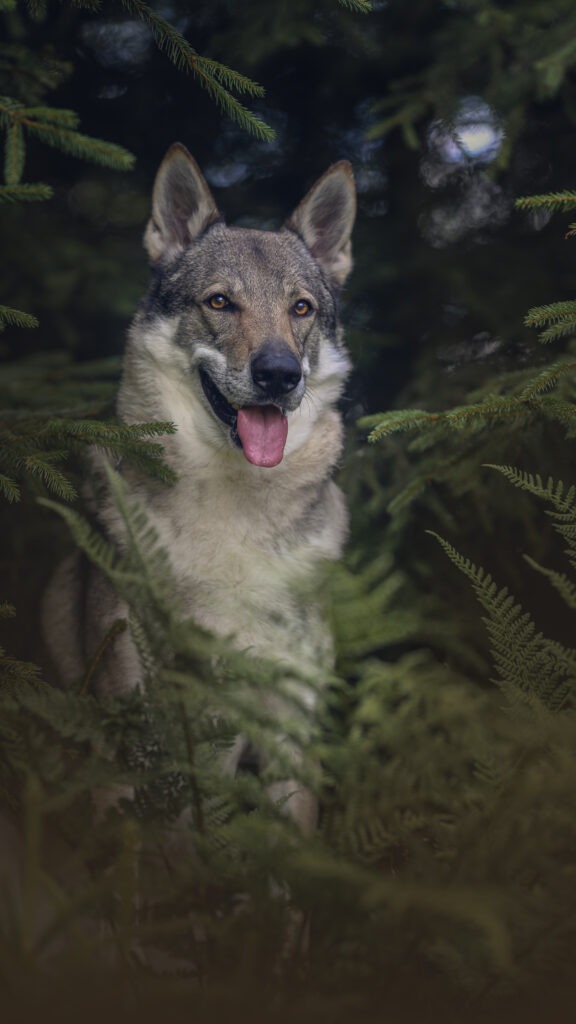 Tschechoslowakischer Wolfhund