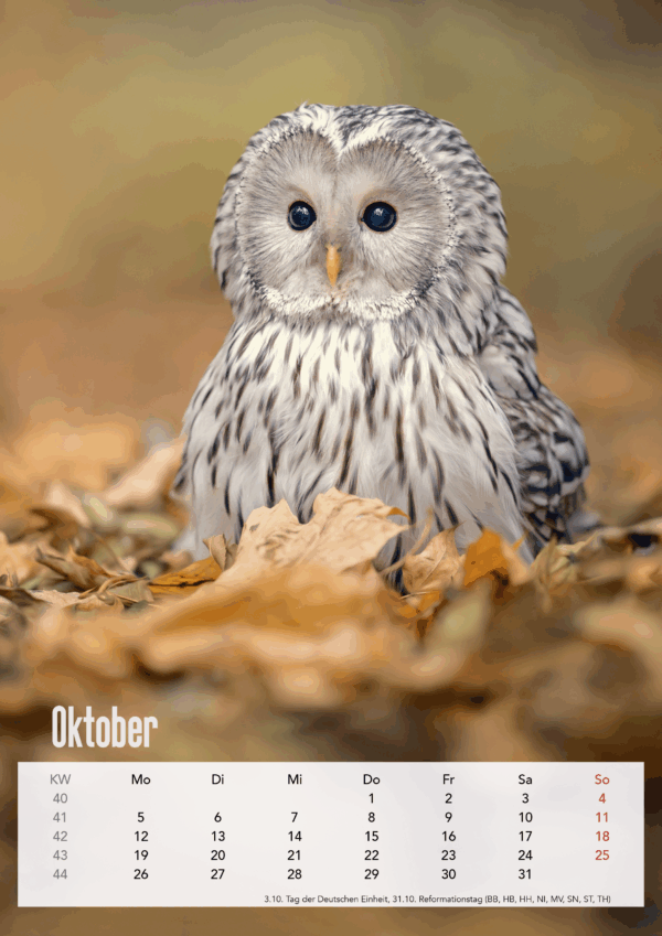 Eulen DIN A3 Hochformat – Bild 12