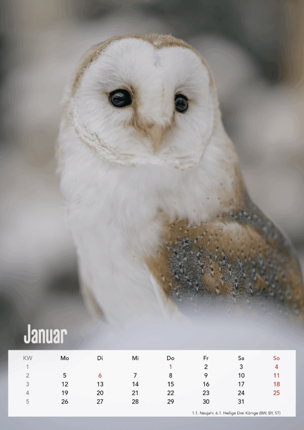 Eulen DIN A3 Hochformat – Bild 3