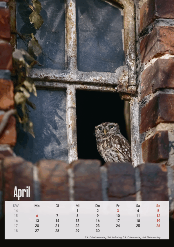 Eulen DIN A3 Hochformat – Bild 6