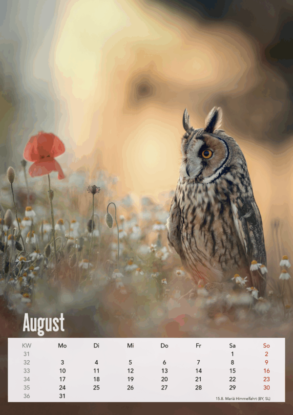 Eulen DIN A3 Hochformat – Bild 10