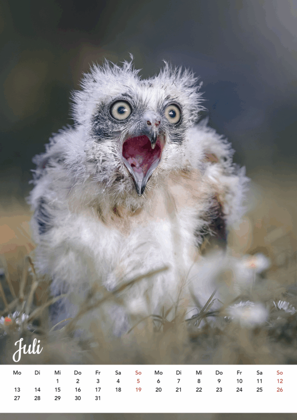 Kalender Ich seh aus, wie ich mich fühle – Bild 9