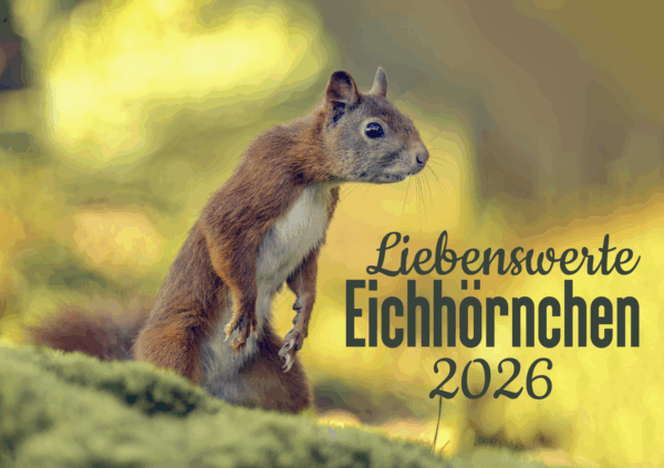 Eichhörnchen Tischkalender – Bild 2
