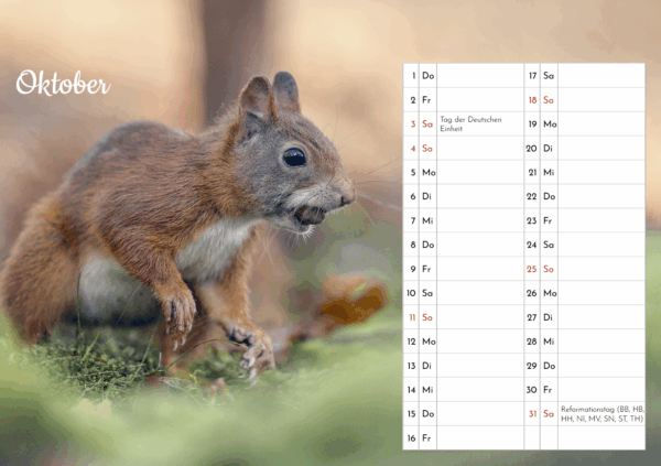 Eichhörnchen Tischkalender – Bild 12