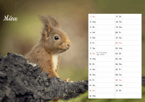 Eichhörnchen Tischkalender – Bild 5