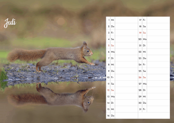 Eichhörnchen Tischkalender – Bild 9