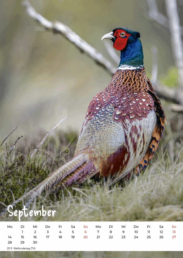 Kalender Wildlife 2026 – Bild 10