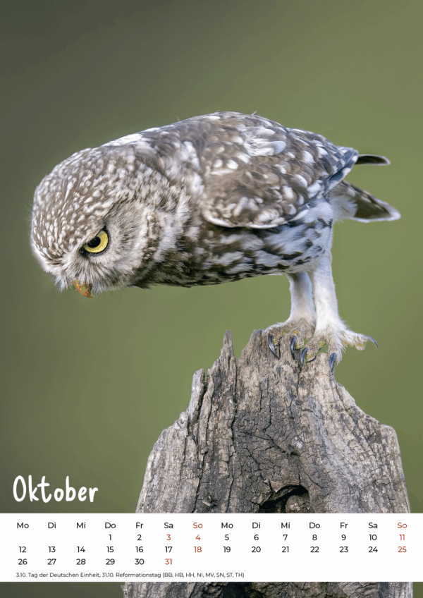 Kalender Wildlife 2026 – Bild 11