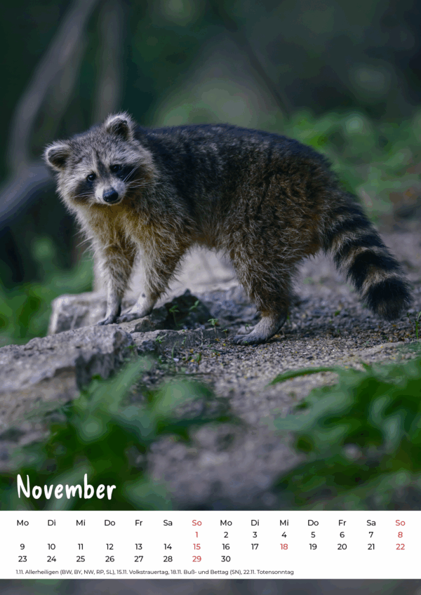 Kalender Wildlife 2026 – Bild 12