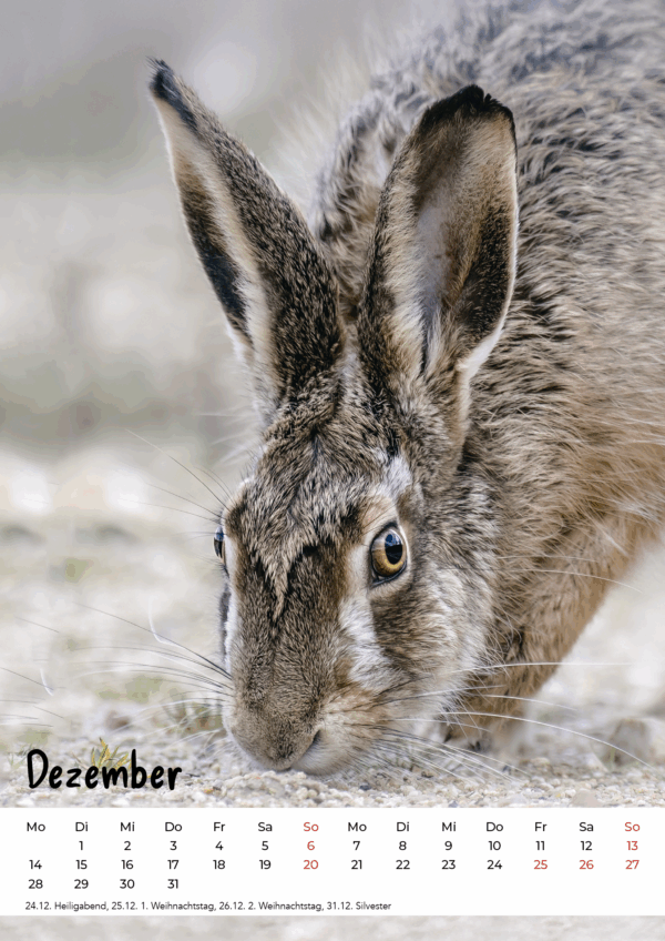 Kalender Wildlife 2026 – Bild 13