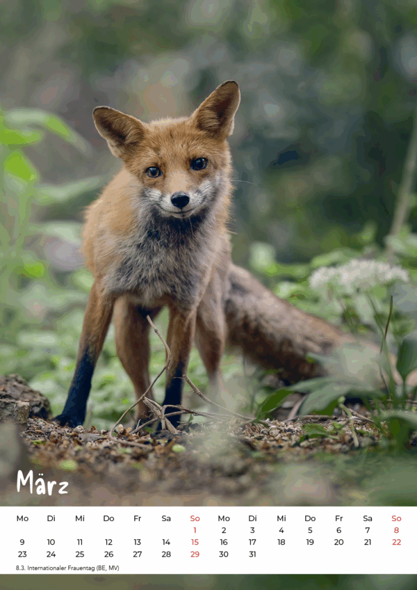 Kalender Wildlife 2026 – Bild 4