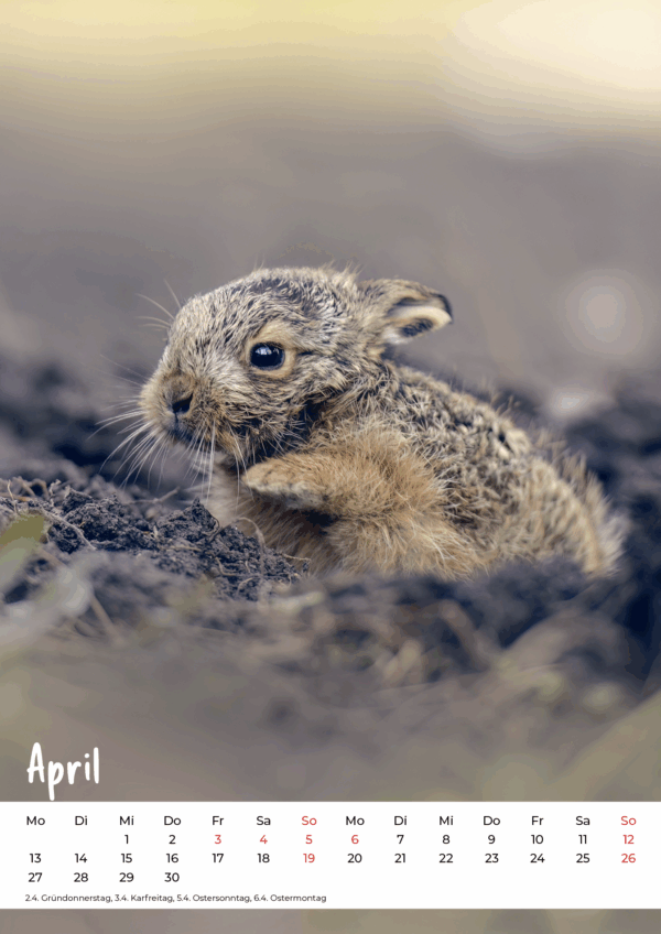 Kalender Wildlife 2026 – Bild 5