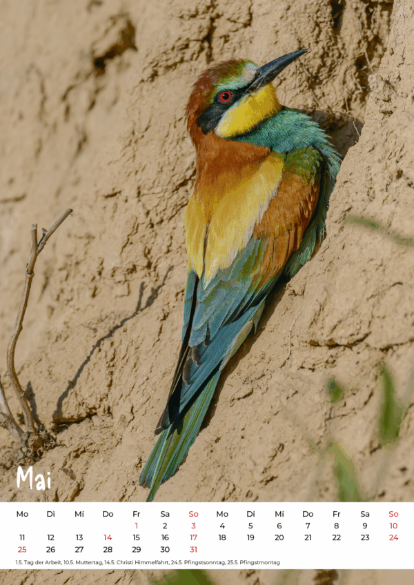 Kalender Wildlife 2026 – Bild 6