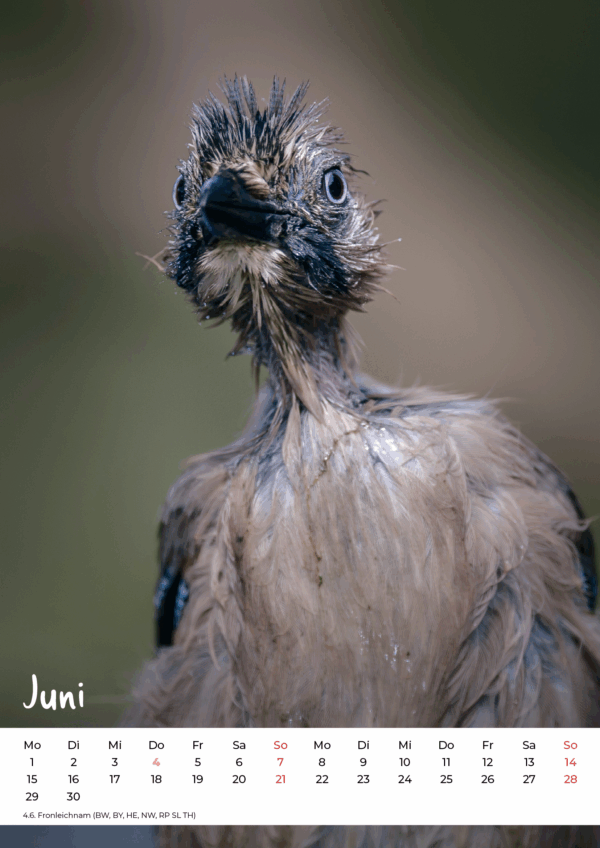 Kalender Wildlife 2026 – Bild 7