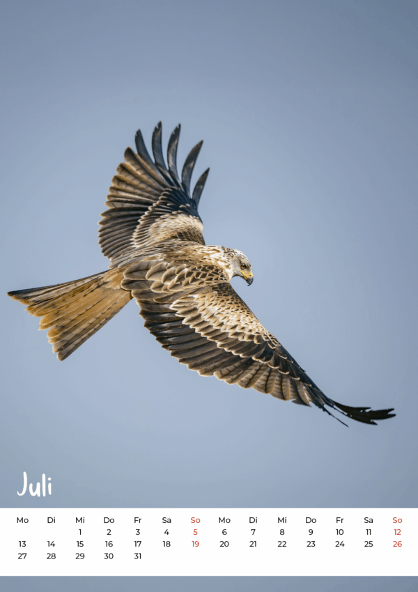 Kalender Wildlife 2026 – Bild 8