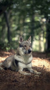 Tschechoslowakischer Wolfhund