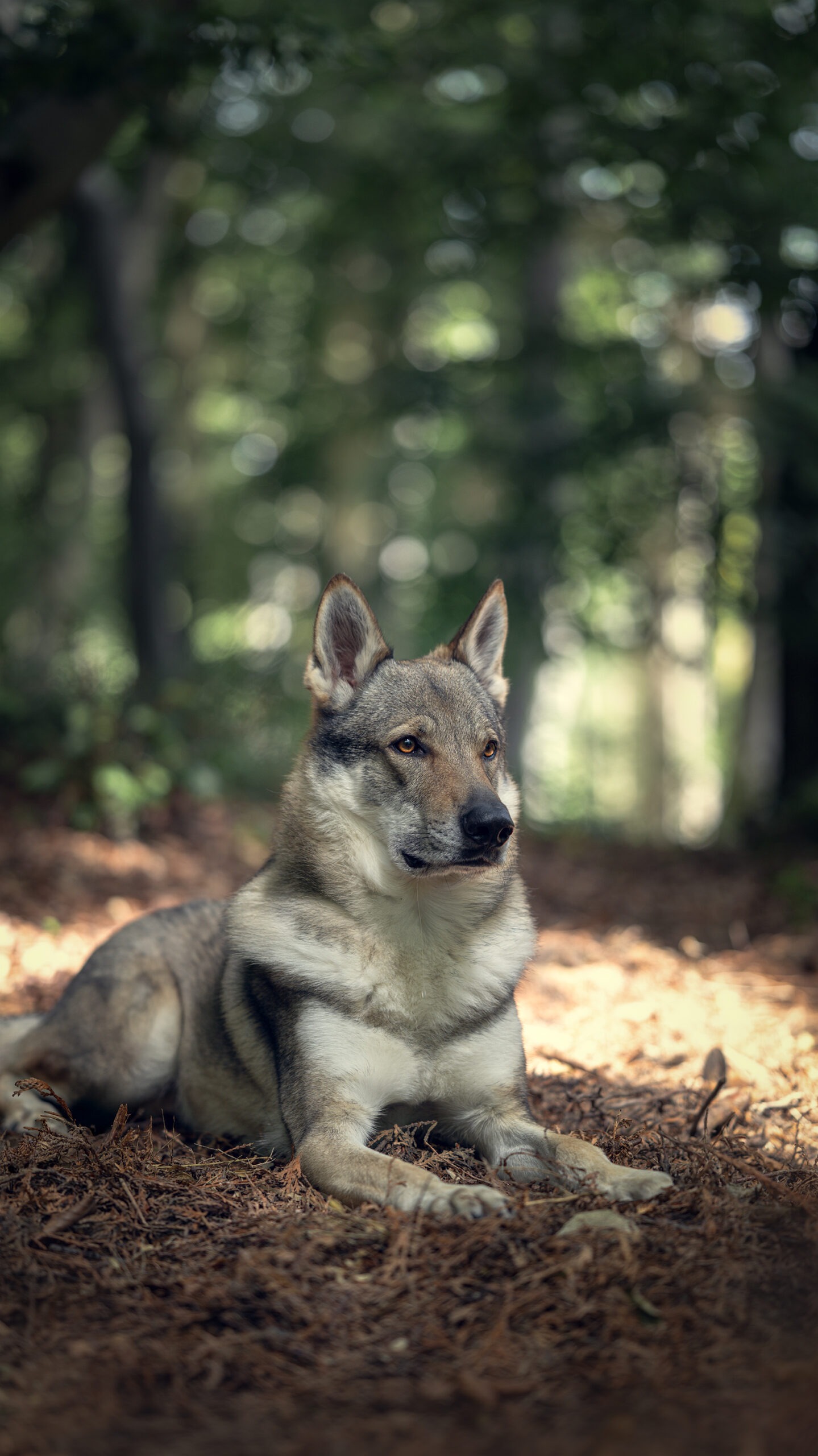 Tschechoslowakischer Wolfhund