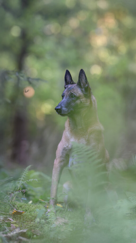 Malinois