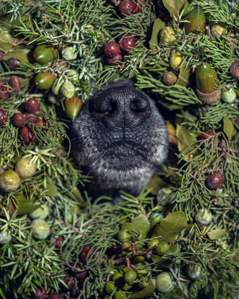 Hundenase mit Weihnachtskranz