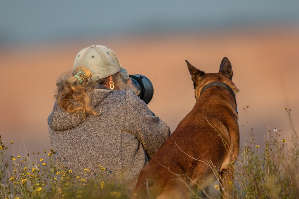 Malinois Ingo