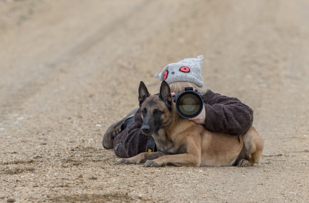 Malinois Ingo