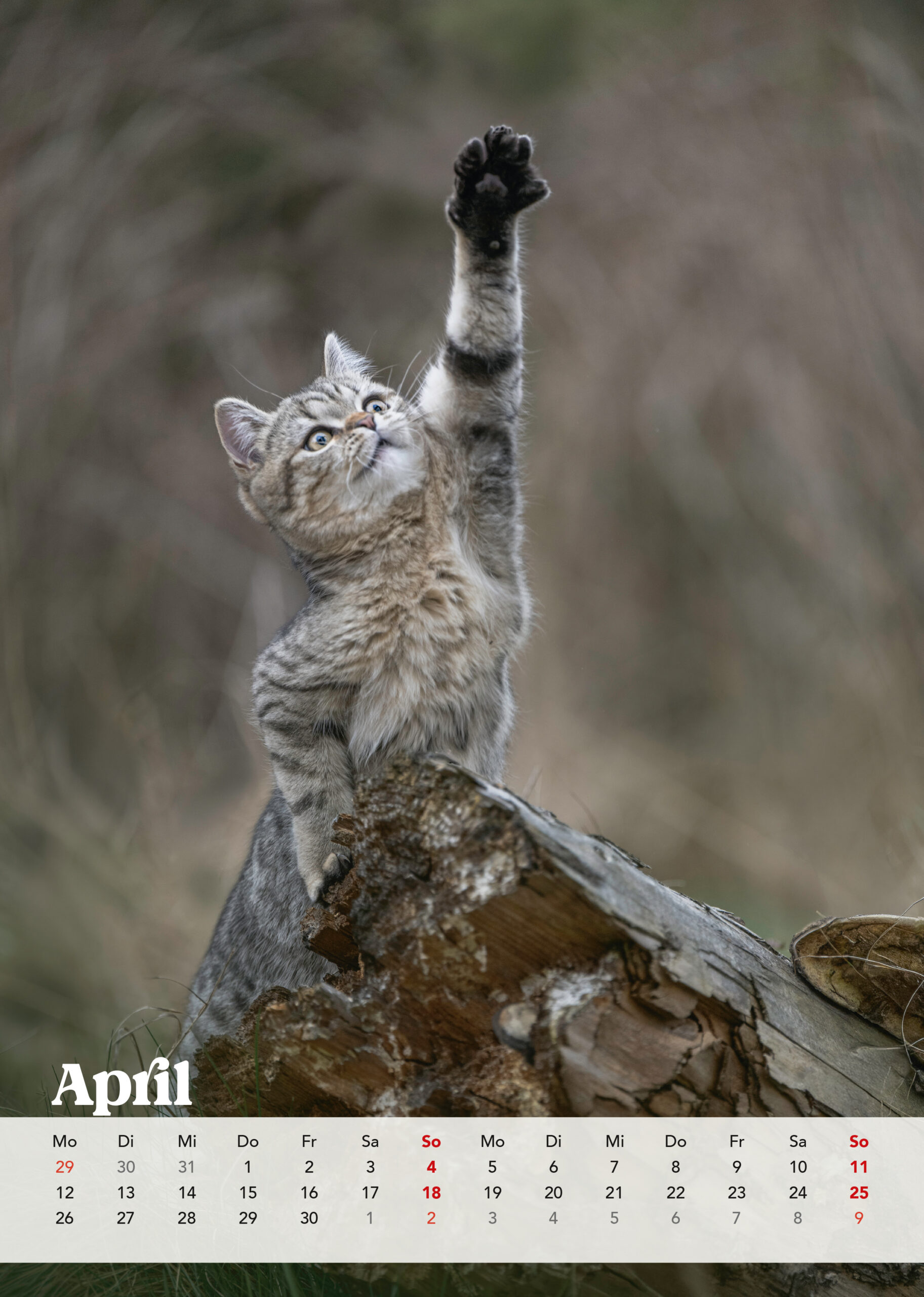 Brutus Kalender 2027 – Bild 6
